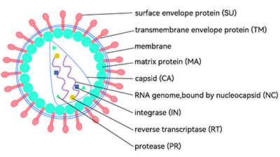 ����������ṹͼ��