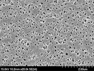 ������Ĥ